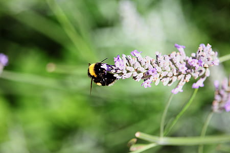 bumble bee perching on purple flower during daytime thumbnail