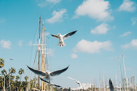 Low Angle Photography of Flying Gulls Under Blue Sky thumbnail