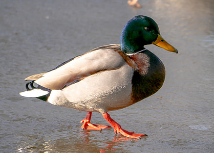 white and green mallard duck walking on wet road thumbnail