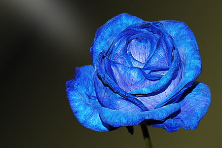 blue rose in close up photography thumbnail