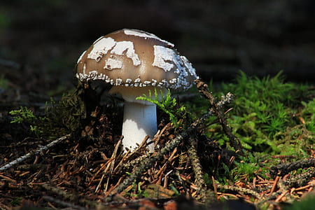 selective focus photo of white and brown mushroom thumbnail