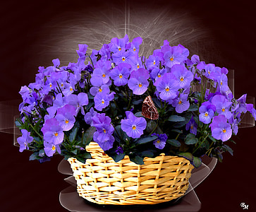 purple pansies in brown woven basket thumbnail