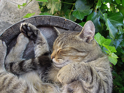 sleeping gray cat on gray surface thumbnail