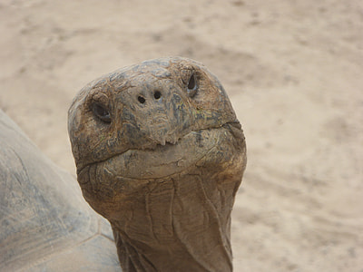 closeup of brown tortoise head thumbnail