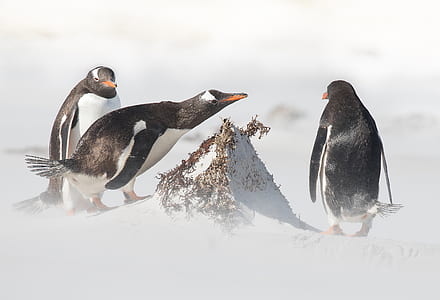 three penguins thumbnail