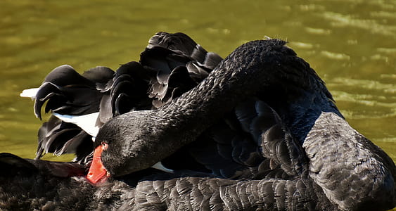 close-up photograph of black turkey thumbnail