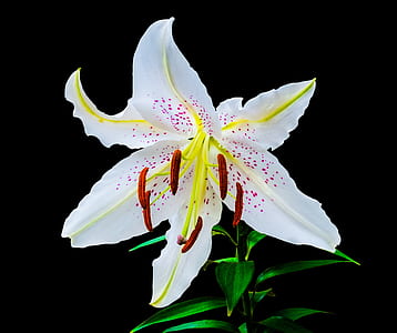 white Asiatic lily thumbnail