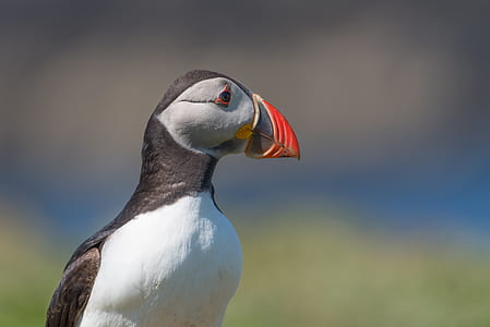 puffin, bird, wildlife, bird profile, puffin profile, animal thumbnail