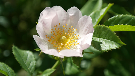 white blooming floower thumbnail