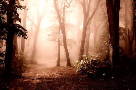 dirt path under shade of trees dury foggy time thumbnail