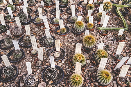 flat lay photography of potted cacti thumbnail