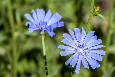 shallow focus of blue flowers thumbnail