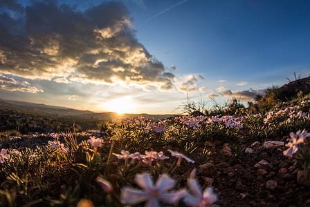 field of purple petaled flowers thumbnail
