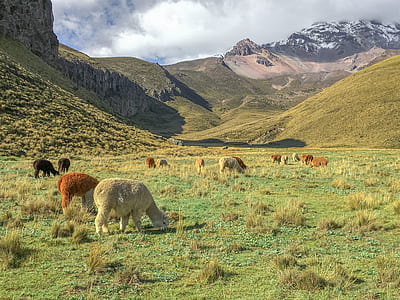 brown and white animals grazing on grass field at daytime thumbnail