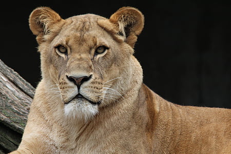 close-up photography of brown lioness thumbnail