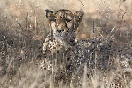Wildlife photography of cheetah thumbnail