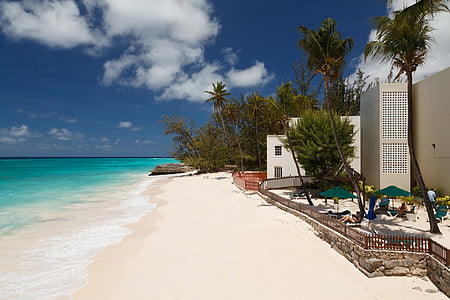 landscape photography of coconut trees on beach thumbnail