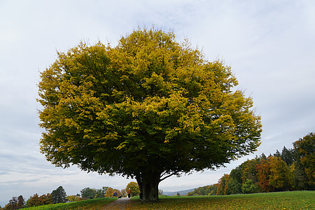 green tree thumbnail