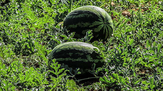 watermelon plant thumbnail