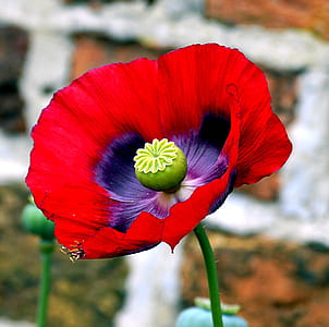 selective focus photography of red and purple petaled flower thumbnail