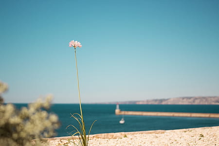 white flower shallow focus photography thumbnail