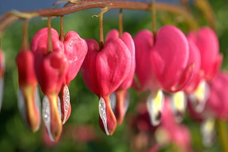 shallow focus photo of pink fruits thumbnail