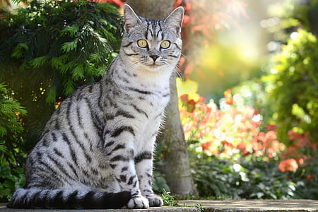 silver tabby cat thumbnail