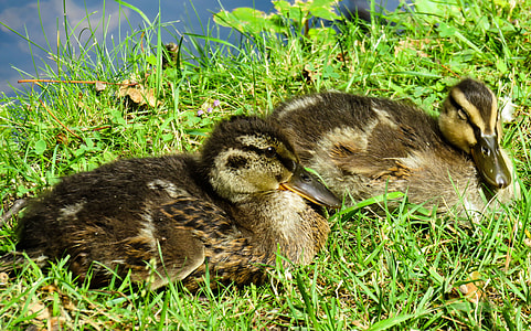 two brown-and-black ducklings on grass during daytime thumbnail