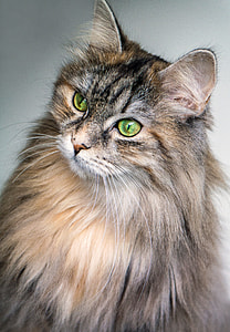 closeup photo of yellow and gray fur cat thumbnail