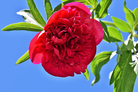 close up photo of red peony flower under blue sky thumbnail