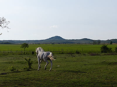 white horse on green grass under white and blue sky during daytime thumbnail