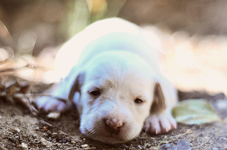 Sleepy white puppy thumbnail
