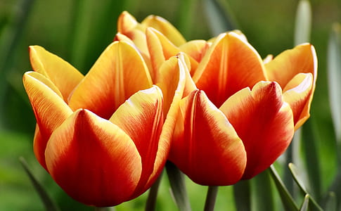 close-up photo of red-and-yellow tulips in bloom thumbnail