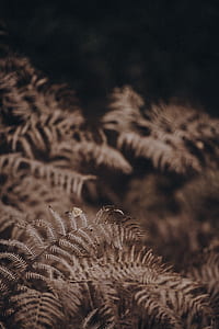 shallow focus photo of trees thumbnail