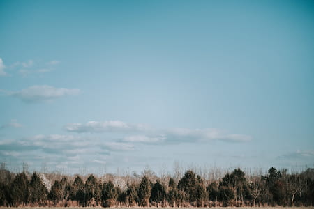 green trees under cirrus clouds thumbnail