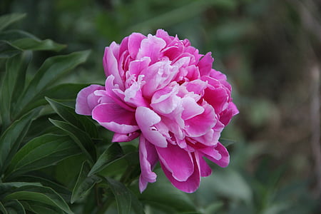 selective focus photography of pink petaled flower thumbnail