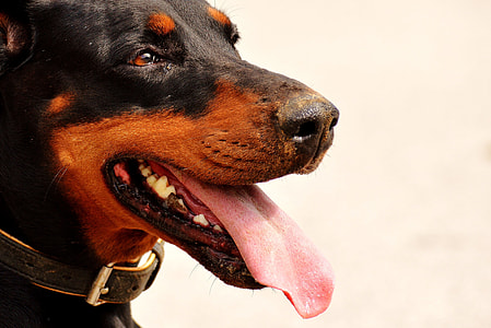 mahogany Rottweiler showing tongue thumbnail