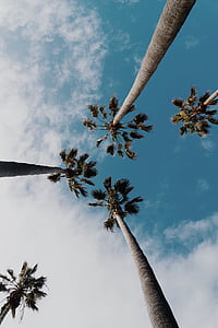 low angle tall tree at daytime thumbnail