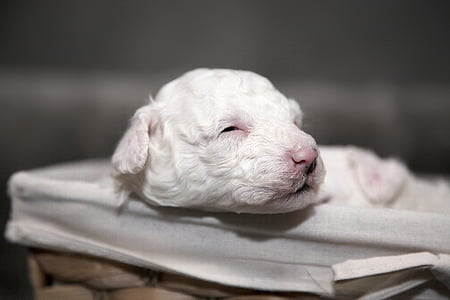 tilt shift lens photography of short-coated white puppy thumbnail