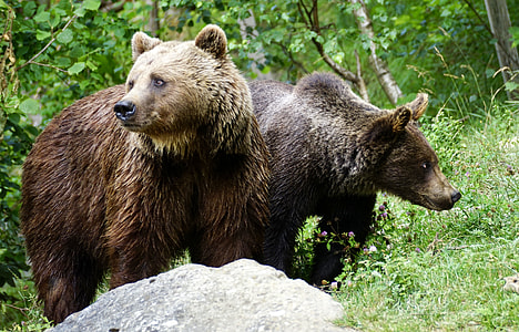photo of two brown grizzly bears thumbnail