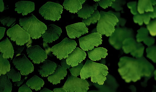 green leaves thumbnail