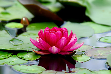 selective focus photography of pink lotus flower on lily pads thumbnail