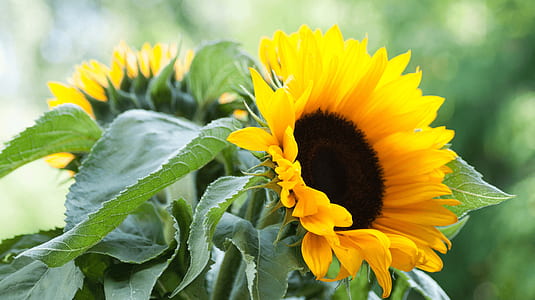 selective focus photo of sunflower thumbnail