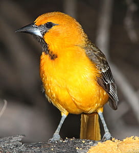 orange and gray bird perched on wooden surface thumbnail