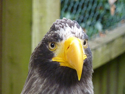 Eagle, Raptor thumbnail