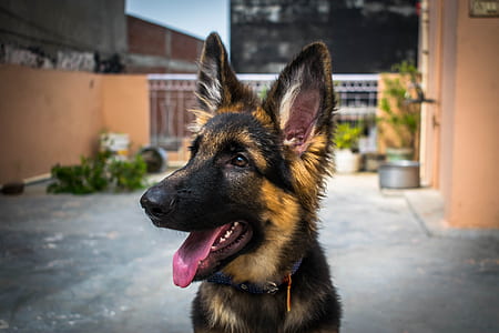 black and tan German shepherd close-up photography thumbnail