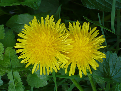 Dandelion, Dressing-Gown Dandelion thumbnail