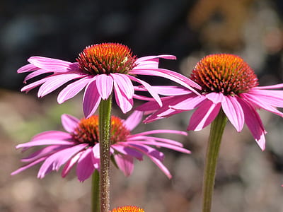 close up photography of pink petaled flowers thumbnail