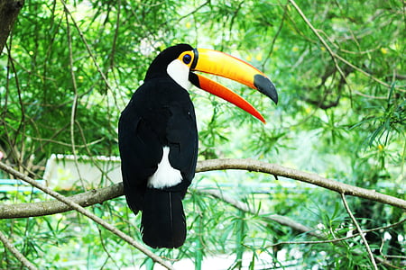 bird on tree branch at daytime thumbnail
