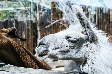 White Llama thumbnail